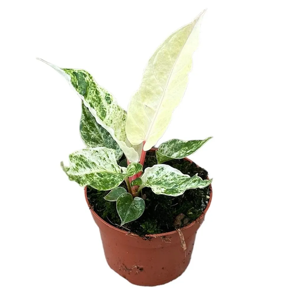 15cm Anthurium Bonplandii Variegata House Plant 10,5 cm Pot